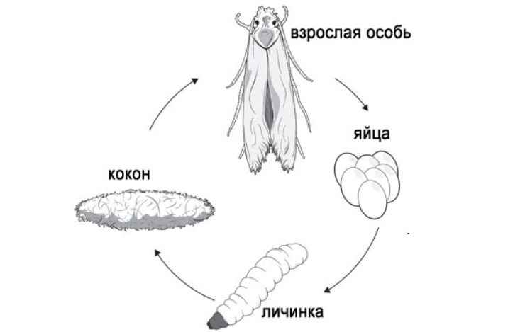 На фото описано развитие моли